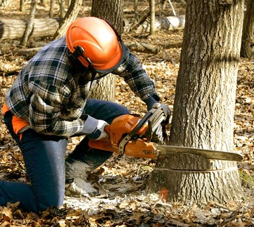 Tree Removal in Sandy Level, VA